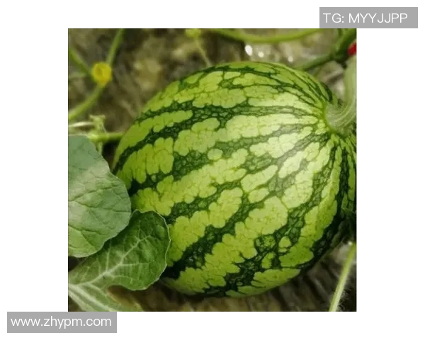 哪个足球明星因其外貌和风格被亲切称为西瓜的背后故事揭秘